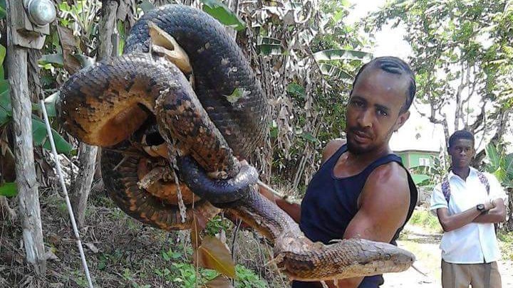 Massive snake found near Montego Bay